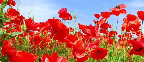 poppies in field