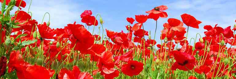 poppies in a field