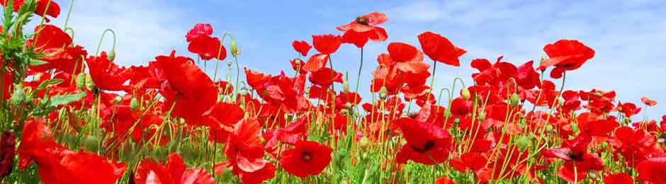 poppies in bloom