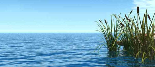 reeds and water