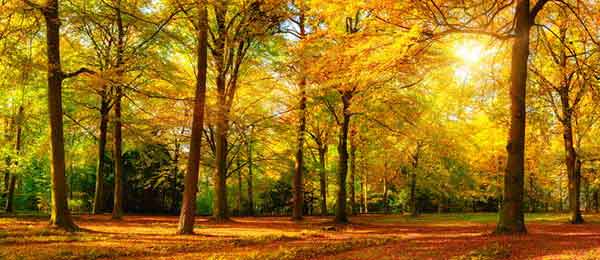 trees and light