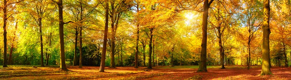 trees plus light